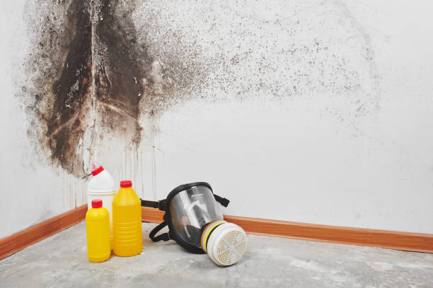 Best Industrial Mold Remediation  in Crouch Mesa, NM